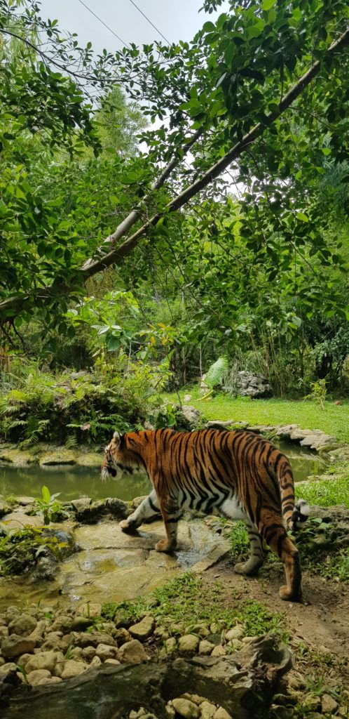 тигр в себу эко парке сафари