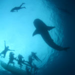 У китовых акул нет естевственных врагов, они никого не боятся