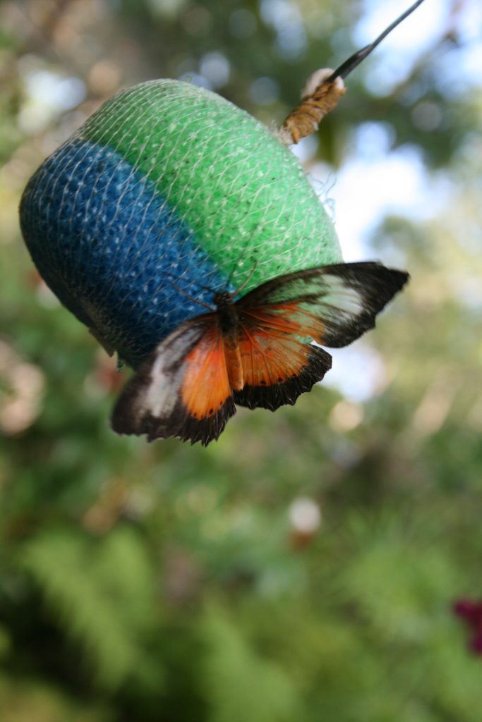 сад бабочек на Бохоле