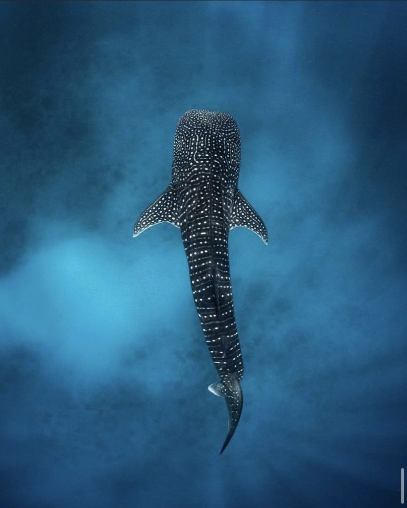 китовые акулы на лила бохол