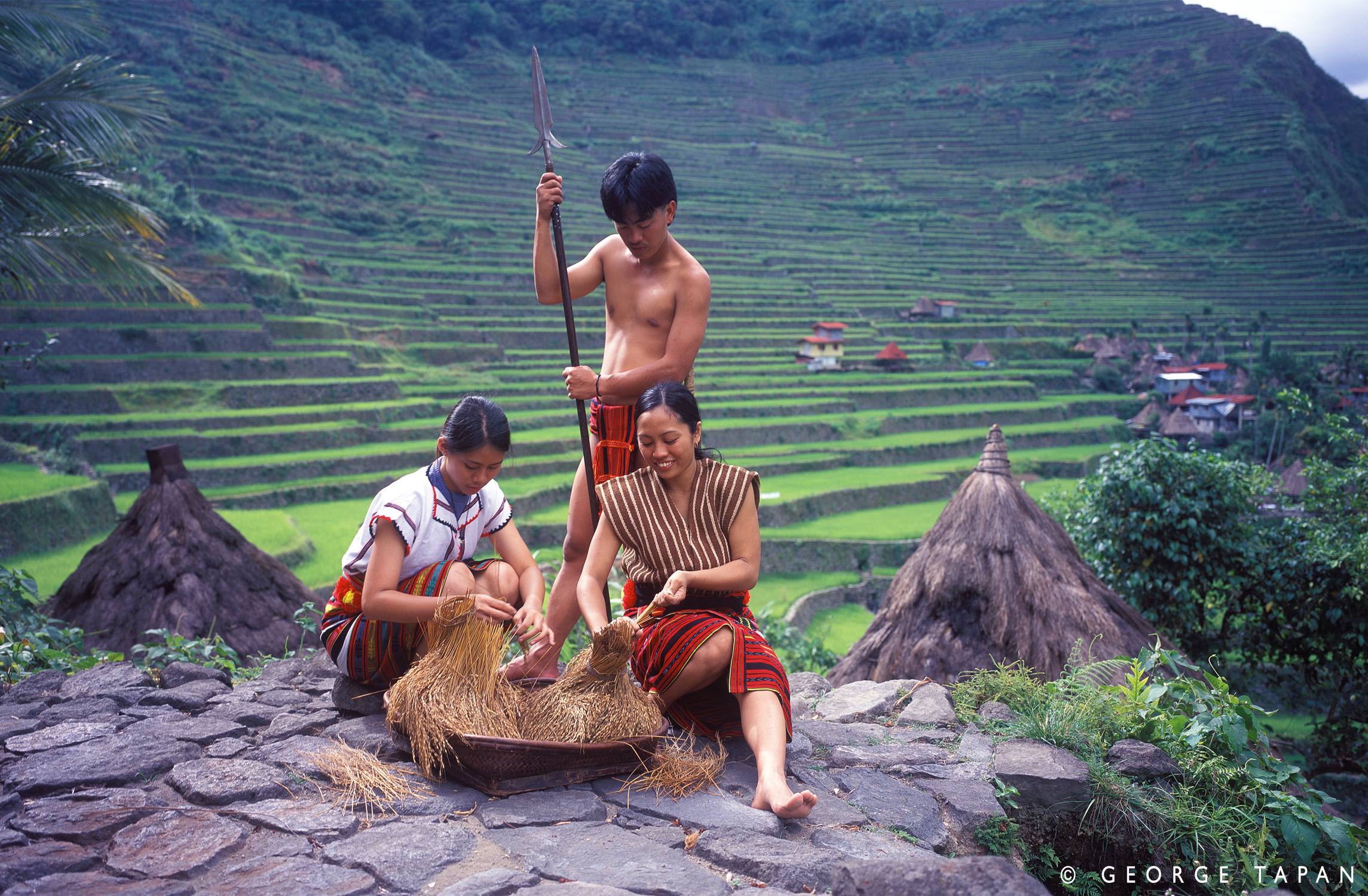 Племя игорот на рисовых террасах