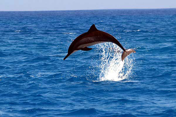 дельфины памилакан