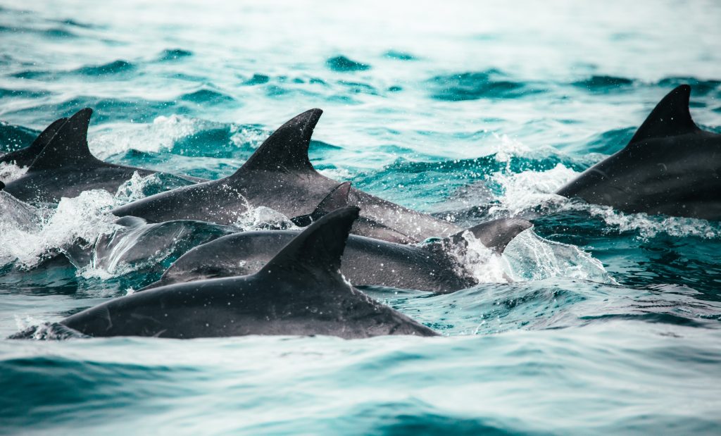 русский гид на дельфинах на Бохоле