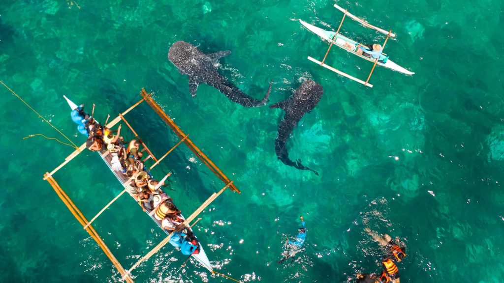 китовые акулы из алоны в ослобе