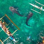 китовые акулы из алоны в ослобе