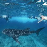 китовые акулы с алоны