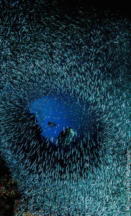 сардины на бохоле