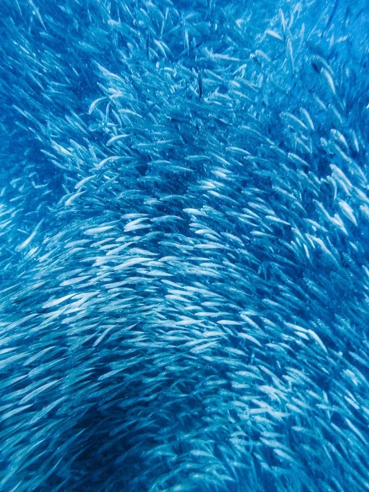 снорклинг с сардинами на Бохоле